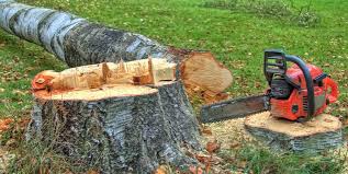 How Our Tree Care Process Works  in  Safford, AZ