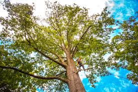 Safford, AZ Tree Care Company