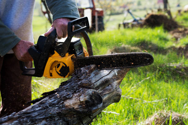Best Soil Testing and Treatment  in Safford, AZ